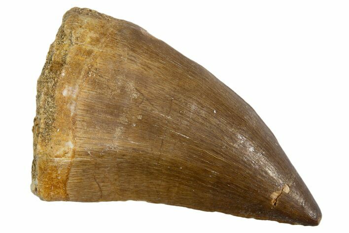 Fossil Mosasaur (Thalassotitan) Tooth - Morocco #345108